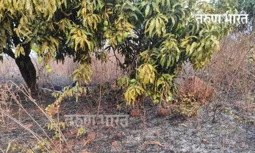 Ratnagiri : दापोलीत आंबाबागेतील वणव्यात कोट्यवधींचे नुकसान; हातातोंडाशी आलेल्या बागा खाक