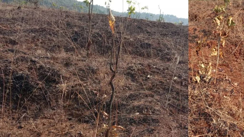 म्हासुर्ली -बाजारीवाडा रोपवन जळून खाक,पर्यावरण प्रेमीतून तीव्र संताप,उपायोजनाची मागणी