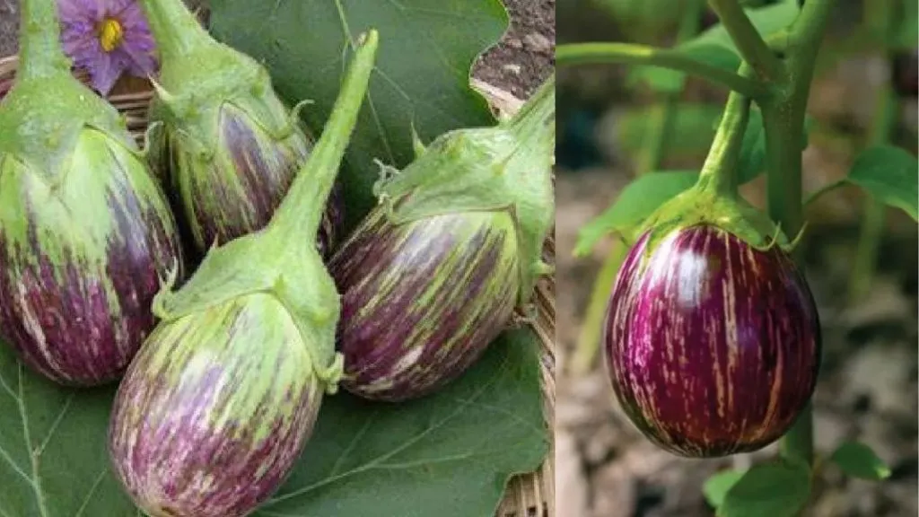 तुम्हाला या 5 समस्या असतील तर वांगी ठरू शकतात आरोग्यासाठी हानिकारक