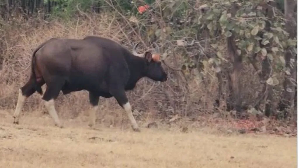 सावळजमध्ये गवा रेड्याची दहशत
