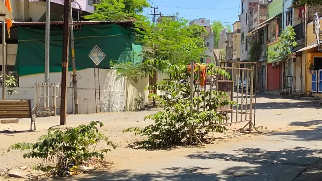 रस्त्यावरच्या खड्ड्यातच झाड बहरले..!