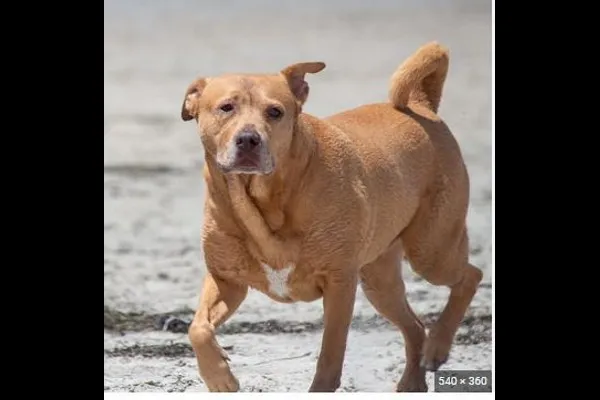 कुत्र्याचे जीवदान बेतले जीवावर