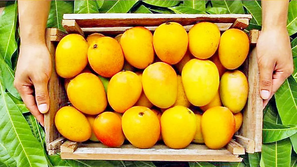 Mango festival starts today