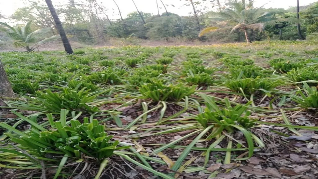 केसरीसह देवसू येथे लीलीची फुलशेती गव्या रेड्यांच्या कळपाने खाऊन केली फस्त