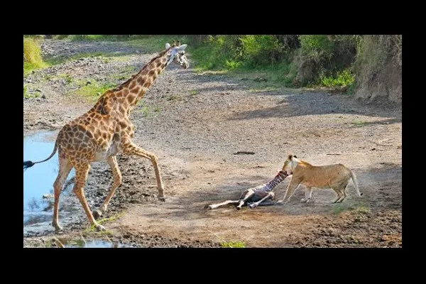 पिलाला वाचविण्यासाठी…