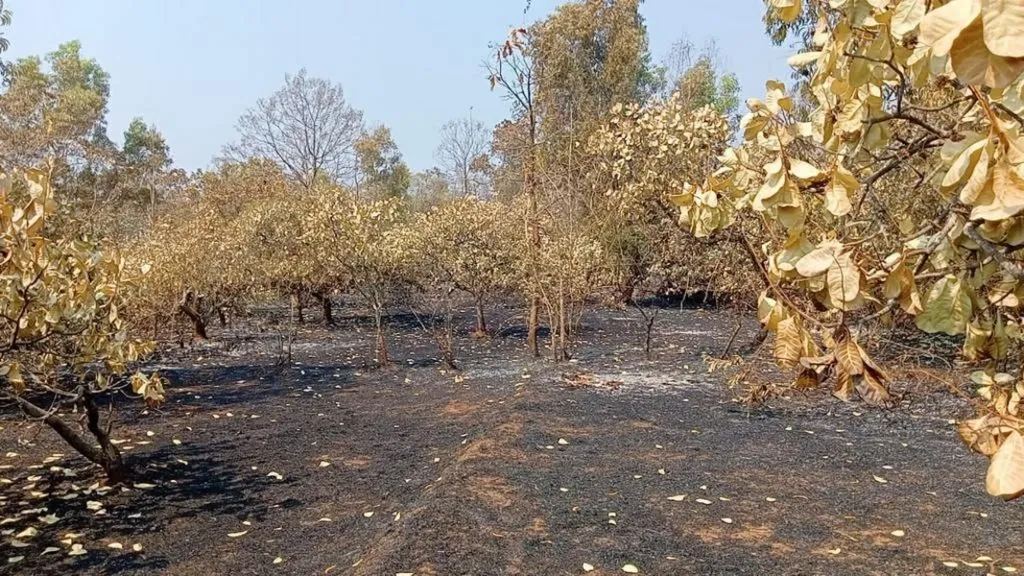 आरोस येथे ४० ते ५० एकरवरील काजू व आंबा बागायती जळून खाक