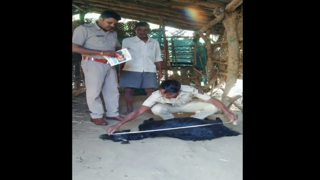 नेमळेत बिबट्याकडून दोन शेळ्या फस्त !