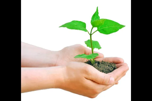 Aim to plant 1 lakh 25 thousand trees in the taluk