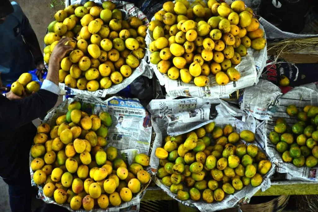 मानकुराद आंबे खाताय, सावधान !