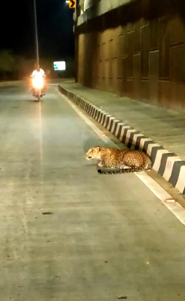 बिबट्याच्या व्हायरल व्हिडिओने खळबळ