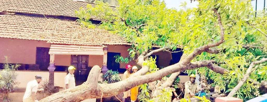 वाळपईत घरावर झाड कोसळून हानी