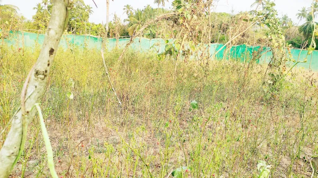 हरमलात मिरची उत्पादनाला पाणी टंचाईमुळे फटका