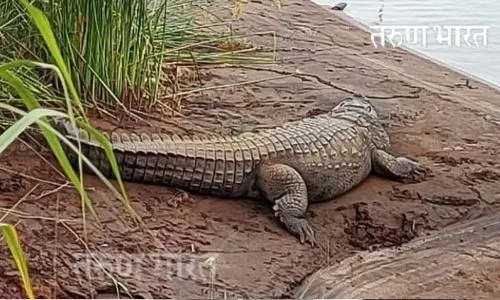 Kolhapur Breaking : भोगावती नदी पात्रात पिरळ येथे मगरीचे दर्शन; वनविभागाने मगरीला सुरक्षित स्थळी सोडण्याची नागरिकांतून मागणी