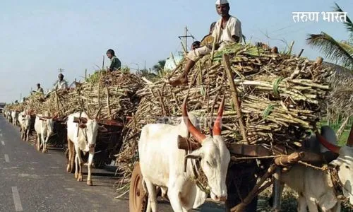 साखरेचे 22 लाख टन उत्पन्न घटले; गळीत हंगाम संपला; कोल्हापूर विभाग उत्पादन आणि उताऱ्यात अव्वल