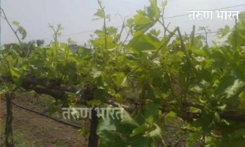 Sangli : हातनूर, पेड, विसापूरसह परिसराला गारांसह अवकाळी पावसाने झोडपले; तालुक्यातील शेकडो हेक्टर द्राक्ष बागाना फटका