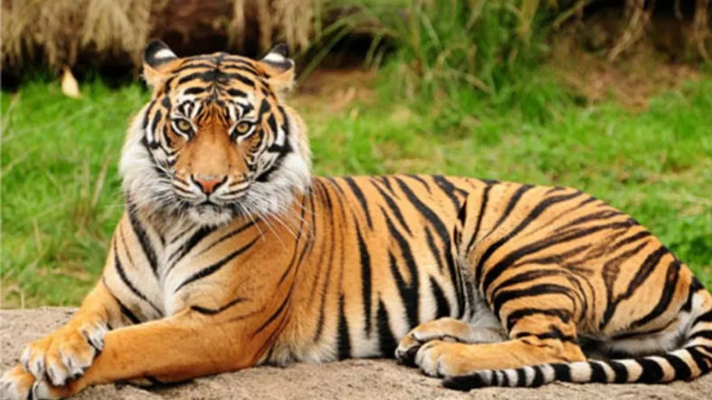 कोल्हापूर जिल्ह्यात आठ पट्टेरी वाघ, वाघांच्या संख्येवर अधिकृत शिक्का मोर्तब