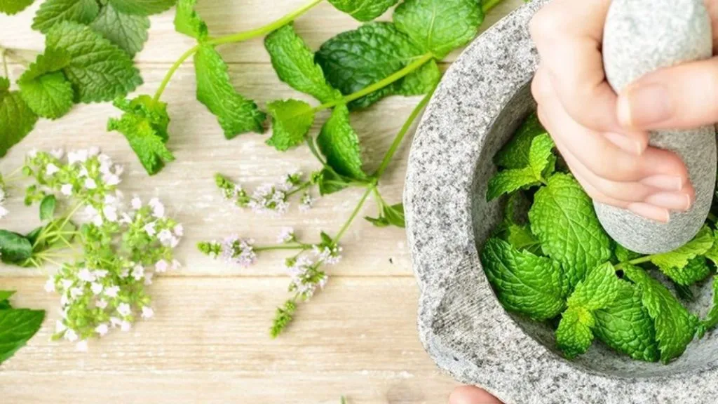 जाणून घ्या पुदिना खाण्याचे आहेत फायदे