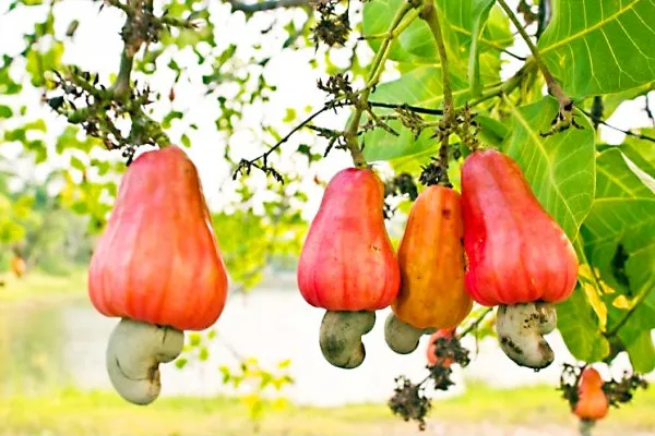 गोव्यातील काजू व्यवसायासमोर आव्हाने
