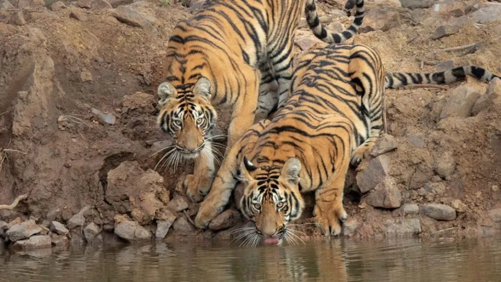 राधानगरी अभयारण्यात 5 व 6 मे रोजी प्राणी गणना, वनक्षेत्रपाल सुहास पाटील यांची माहिती