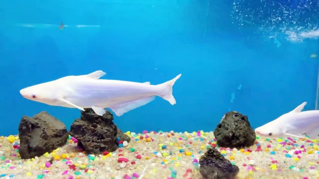 बेळगावात प्रथमच‘अॅक्वा टनेल शो’चे आयोजन