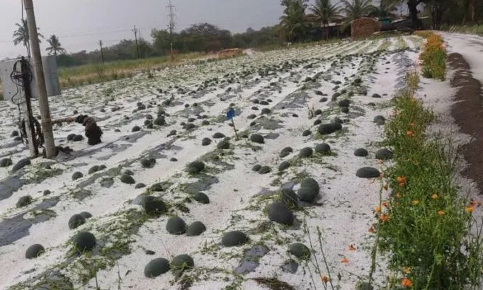 विदर्भात गारपिटीचा इशारा; देशातील उष्णतेची लाट ओसरली