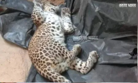 Ratnagiri : मृतावस्थेतील बिबट्याचे पिल्लू नागरिकांच्या निदर्शनास