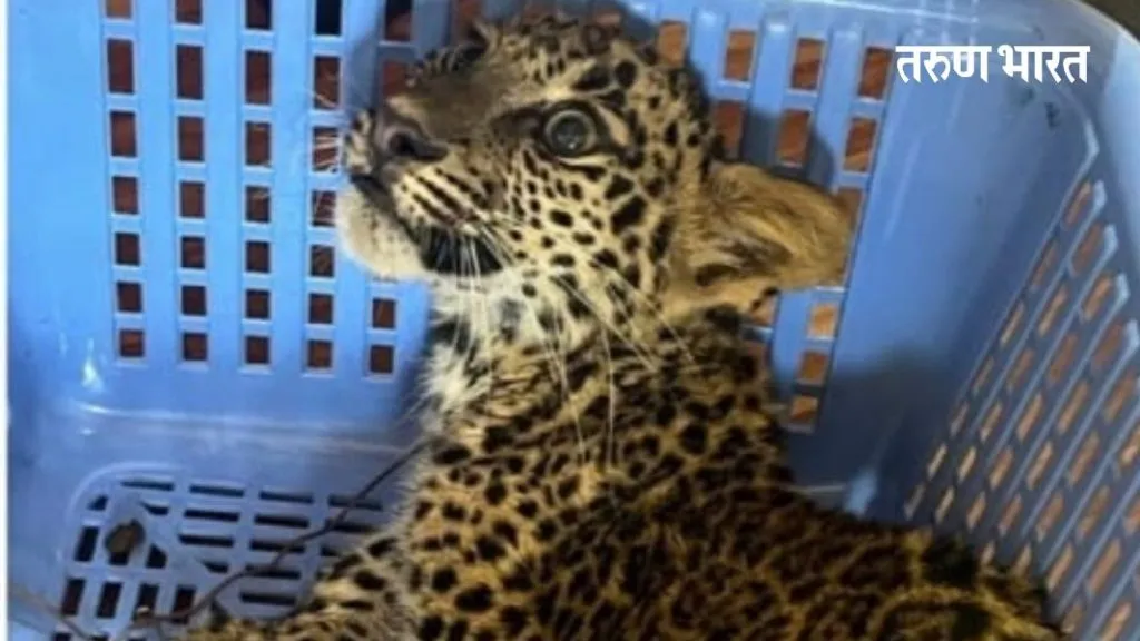 चिखली मोहल्ला येथे सापडले बिबट्याचे पिल्लू