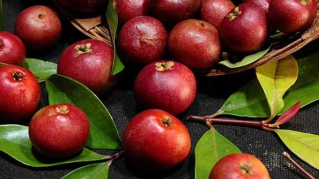 जाणून घ्या कोकम फळाचे फायदे