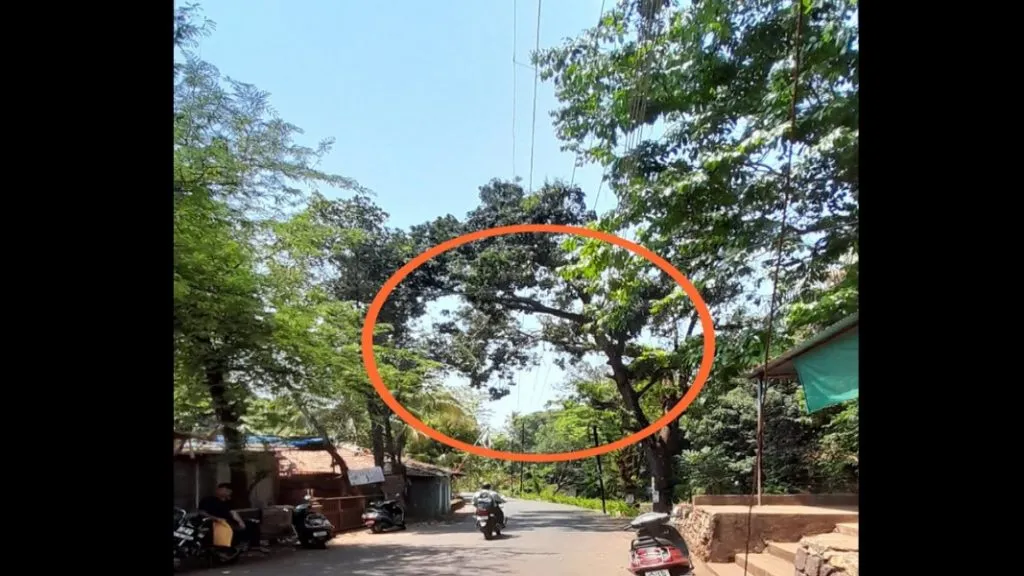 माठेवाडा येथील जुनाट झाडाच्या फांद्या तोडाव्यात – नागरिकांची मागणी