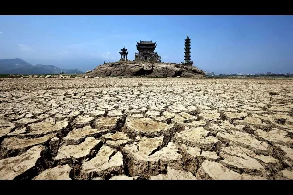 सावंतवाडीतही आहे हा दुर्मिळ वृक्ष !