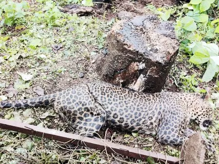 Death of a leopard trapped in Petke-Dharbandoda