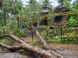 tree fell on a house along the main road
