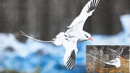 Red Billed Tropic Bird life saved by forest officer Dapoli