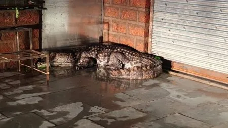 9-foot crocodile was saved Incident at dapoli ratnagiri animal news