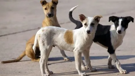 Ratnagiri city two children attacked by dogs