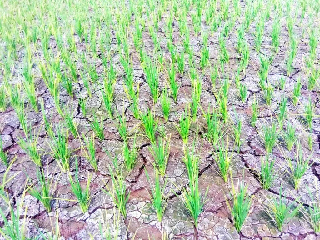 Due to lack of rain, the soil in Shivara is cracked