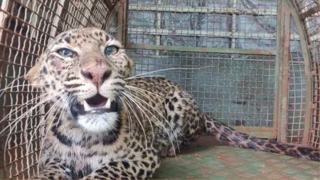 leopard fell well in Rajapur rescued Incident at Nanar Shindewadi