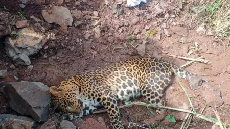 Leopard killed in car collision at Dewarde sangli walwa islampur