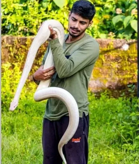 A white python was found in Kumtha... !!! #tarunbharat #belgaum #karwar #snake #marathinews #marthibatmya #latestmarathi