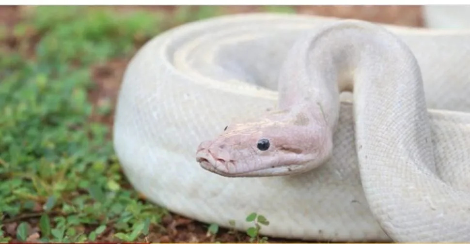 A white python was found in Kumtha... !!!
