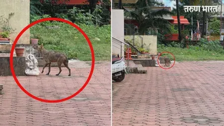 fox-spoted-at-shastrinagar