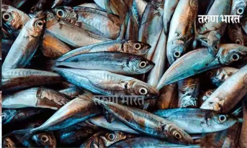 Fishing ban ends; Fresh fish from today