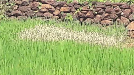 Rice cultivation in Konkan