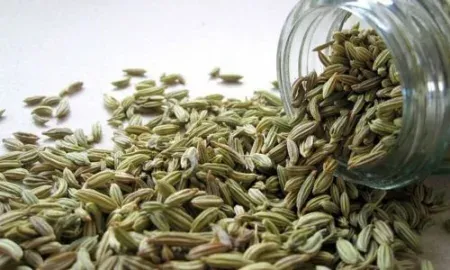 Learn the benefits of eating fennel seed