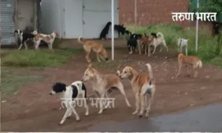 Settlement of dogs in Bharatnagar area