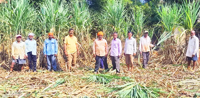 Sugarcane cutting started in Kudremani village