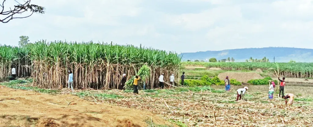 Gangs of sugarcane laborers entered the eastern areas