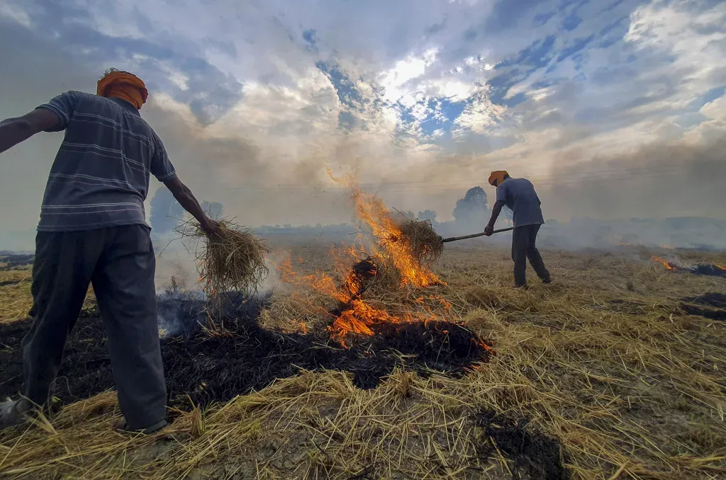 Stop burning the grass in the fields!