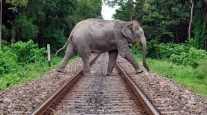 Now elephants will not hit the trains