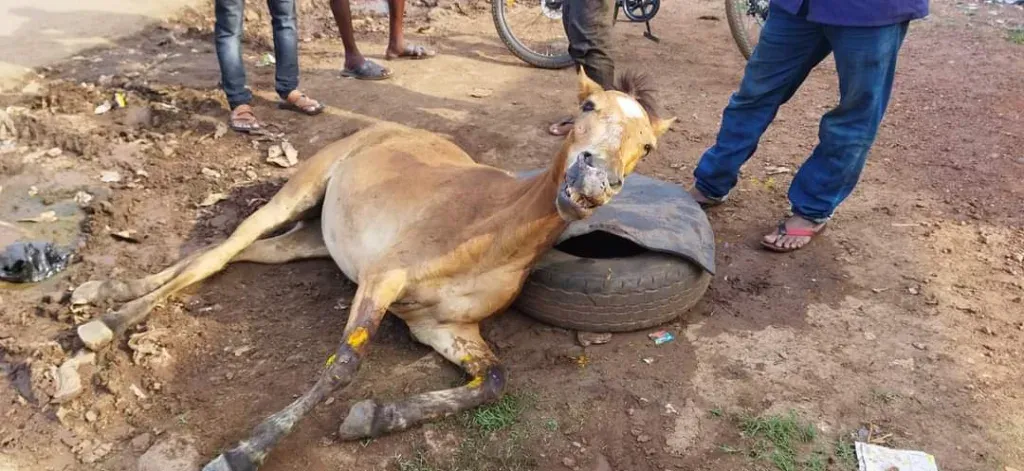 Victims of innocent animals on national highways